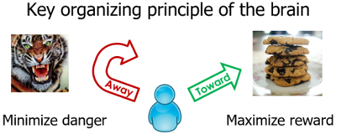Your brain is constantly trying to minimize danger and maximize rewards.